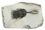 Bargain, Trident Walliserops Trilobite - Foum Zguid, Morocco #179556-1